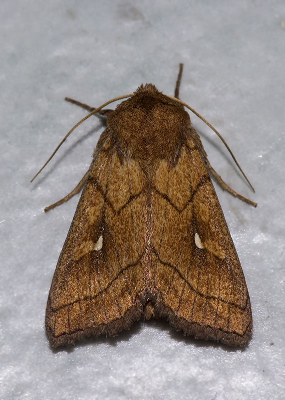 Mythimna (Mythimna) conigera, Noctuidae